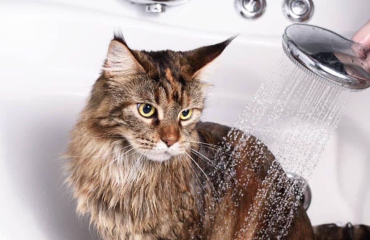 3 dicas econômicas para escovar corretamente seu gato.