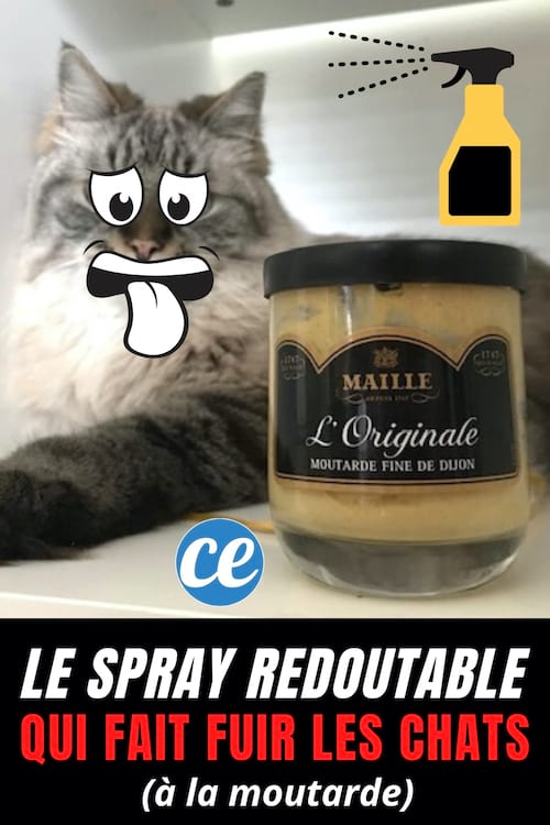 Un spray con un tarro de mostaza y un gato disgustado por este repelente natural