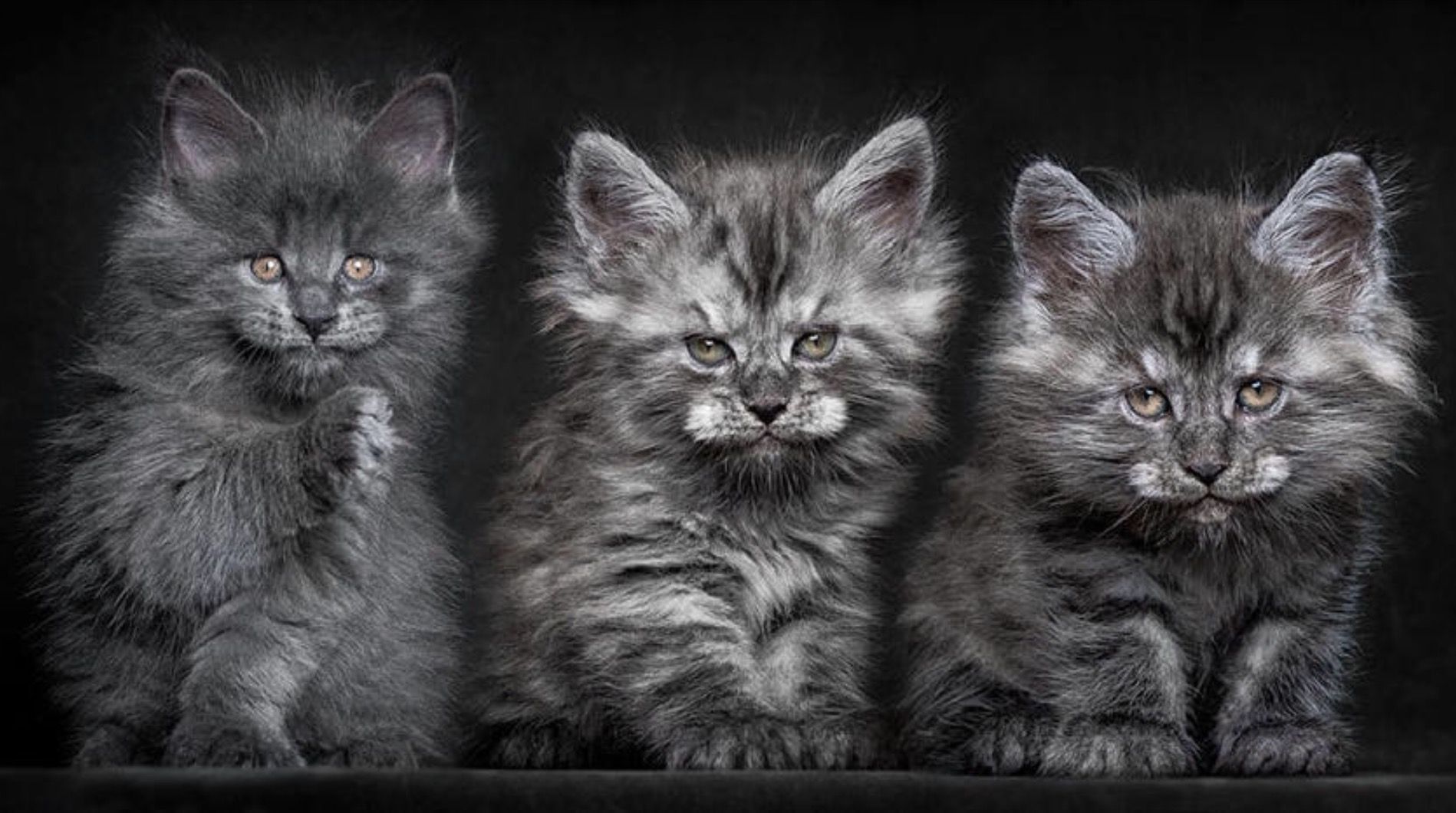 12 דיוקנאות מלכותיים של חתול מיתי ונדיר: מיין קון.