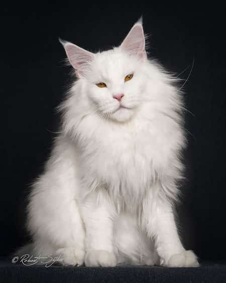 gato maine coon blanco
