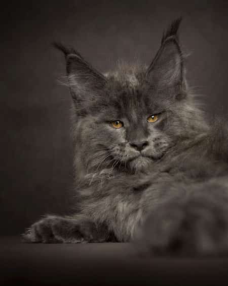majestetisk grå maine coon katt