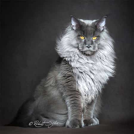 enorme gris maine coon