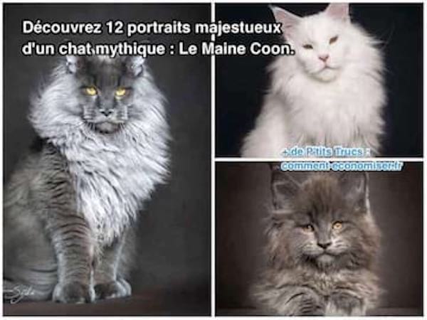 12 retratos de gatos gigantes el maine coon