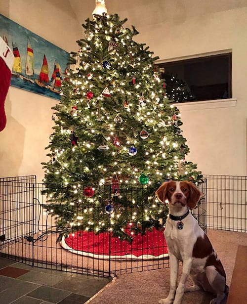 Árbol de Navidad en una jaula para protegerlo de un perro que se come las decoraciones
