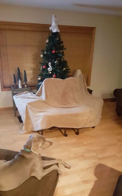 Árbol de Navidad protegido por sillas para que el perro no se suba a él