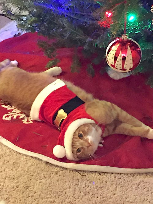 Gato disfrazado de Papá Noel mientras trepaba al árbol.