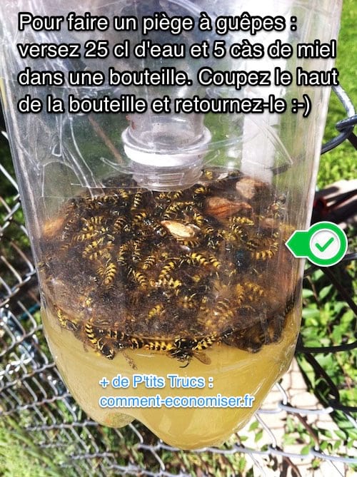 Hjemmelavet hvepsefælde med nem plastikflaske