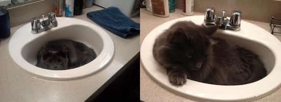 חתול אפור בכיור