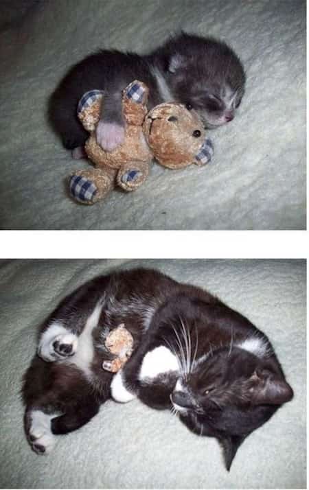 חתול תינוק עם צעצוע רך