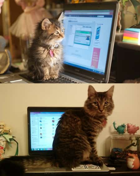 gato en el teclado de la computadora