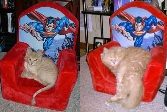 gato jengibre acostado en un sillón superman