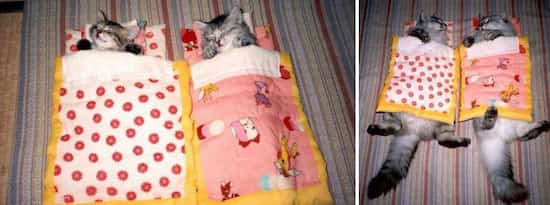 חתול גדול במיטה קטנטנה