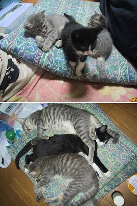 3 gatos sobre una almohada