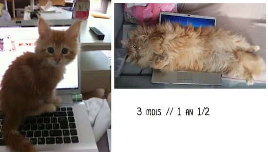 חתול אנגורה אדום במחשב