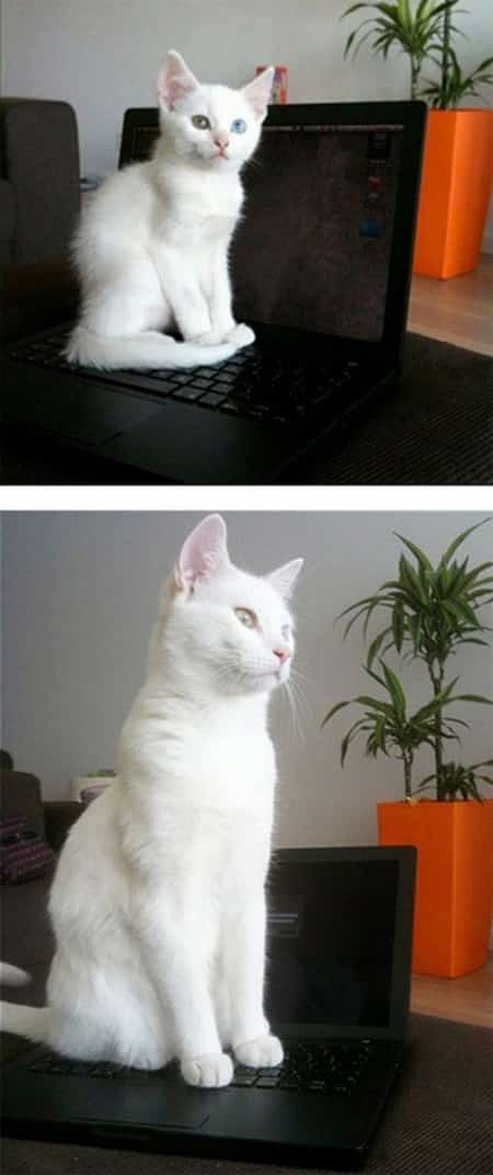 bebé gato blanco en la computadora