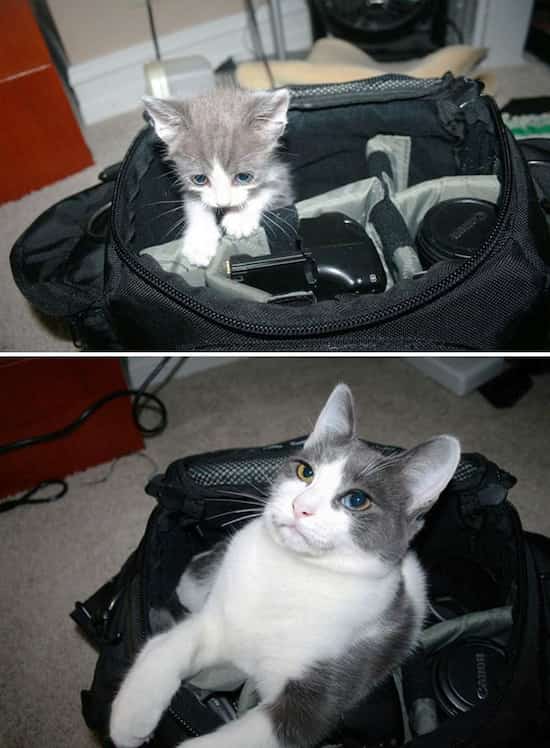 gatito en una bolsa de cámara