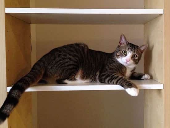 un gato está montado en un estante