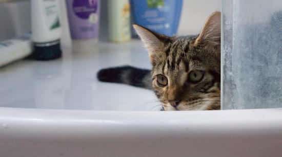 un gato está jugando en el baño