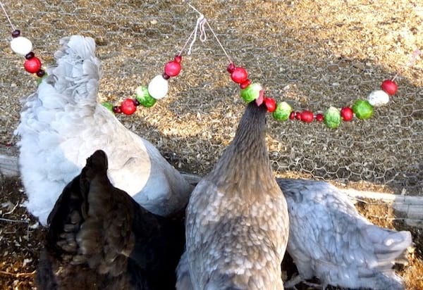 gallines menjant fruita penjades amb una corda