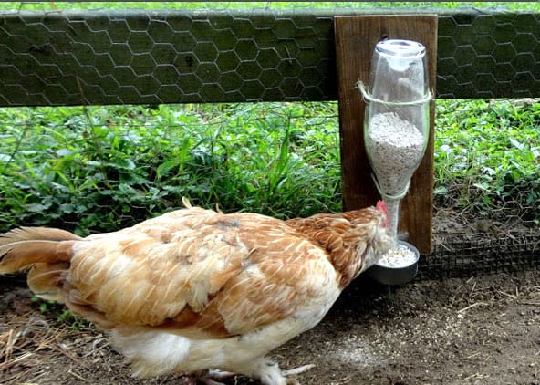 תרנגולות עם מתקן זרעים עשה זאת בעצמך עם בקבוק יין