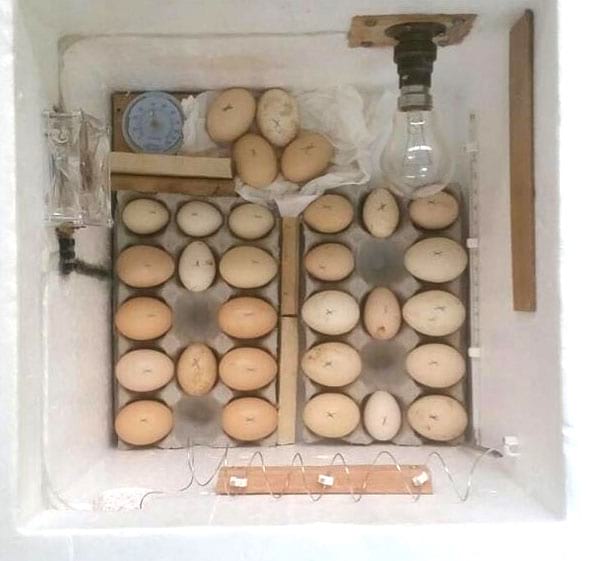 Incubadora de huevos de gallina de bricolaje para el gallinero