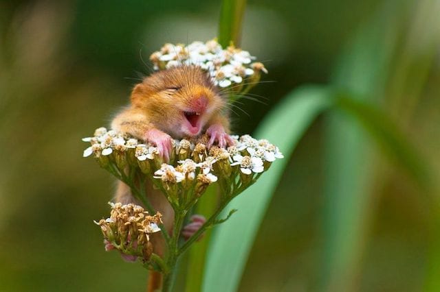 الفأر الصغير يبتسم في زهرة