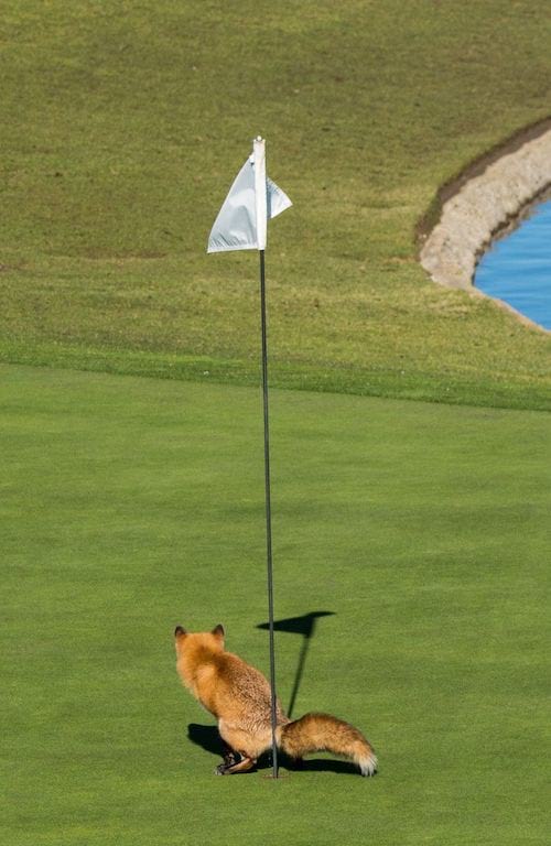 un zorro haciendo caca en un hoyo de golf