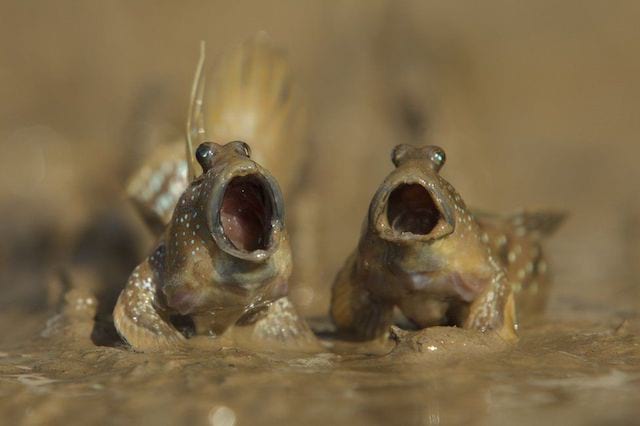 dos ranas con la boca abierta