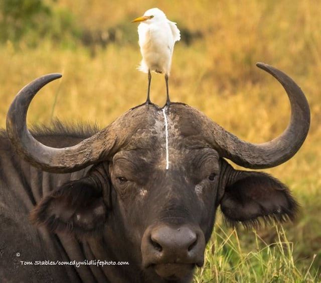 Búfalo cabreado por un pájaro