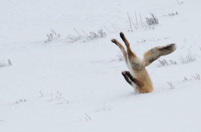 Fox con la cabeza en la nieve.