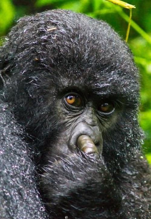 Gorila metiéndose el dedo en la nariz