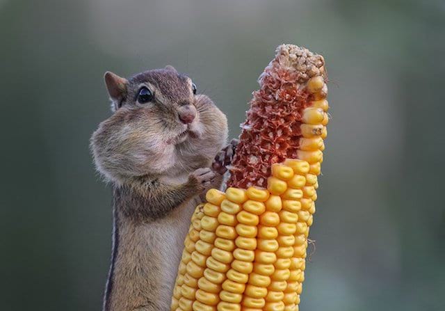 Ardilla comiendo una mazorca de maíz