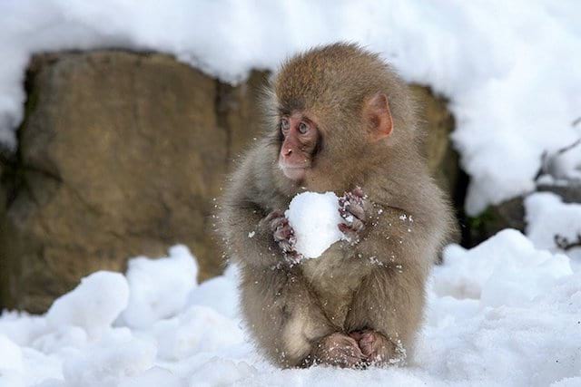 Mono haciendo bolas de nieve