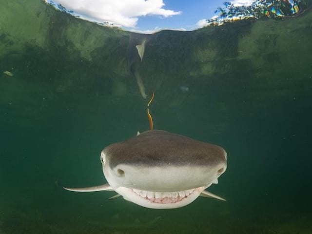 un tiburón sonriente