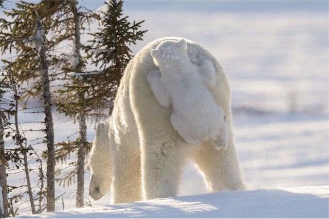 un bebé oso de peluche blanco montado en el trasero de su madre oso polar