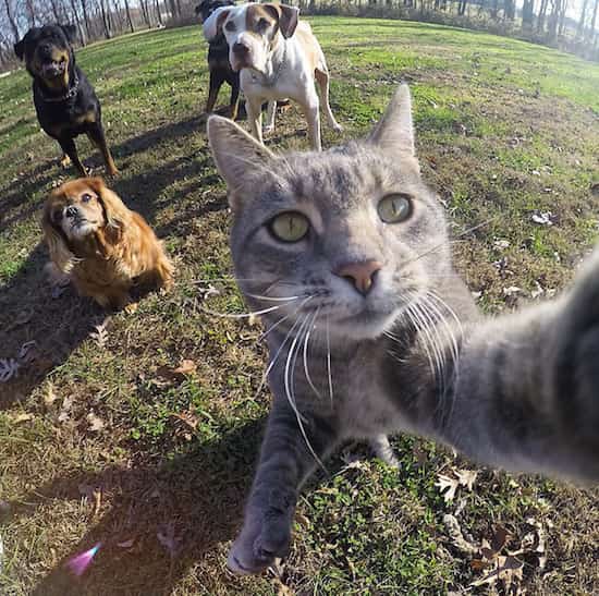 gato toma selfie