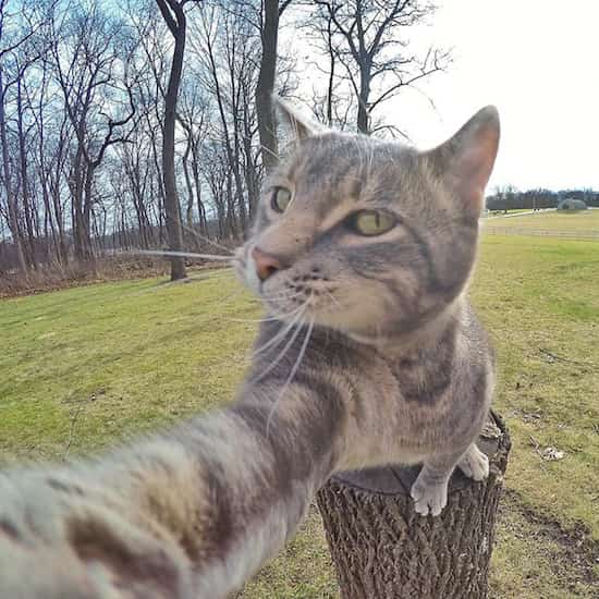 ماني القط الذي يعرف كيف يلتقط الصور