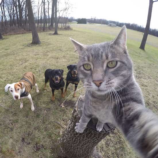 gato selfie con chein