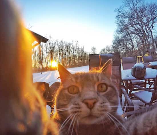 selfie de un gato con perros