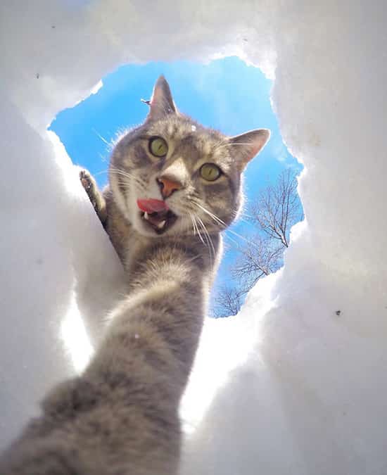 selfie de gato en la nieve