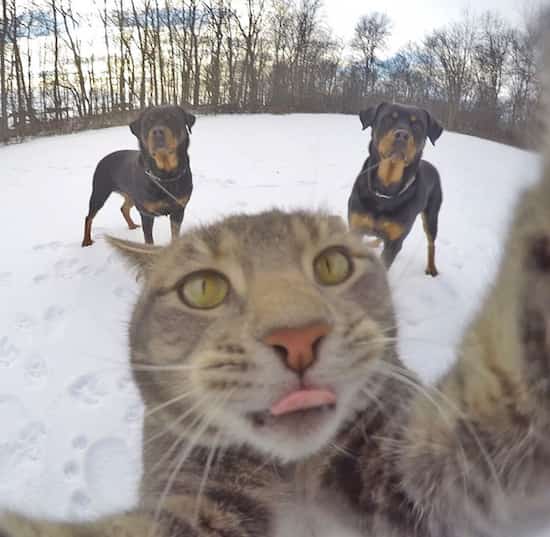 selfie de gato de nieve