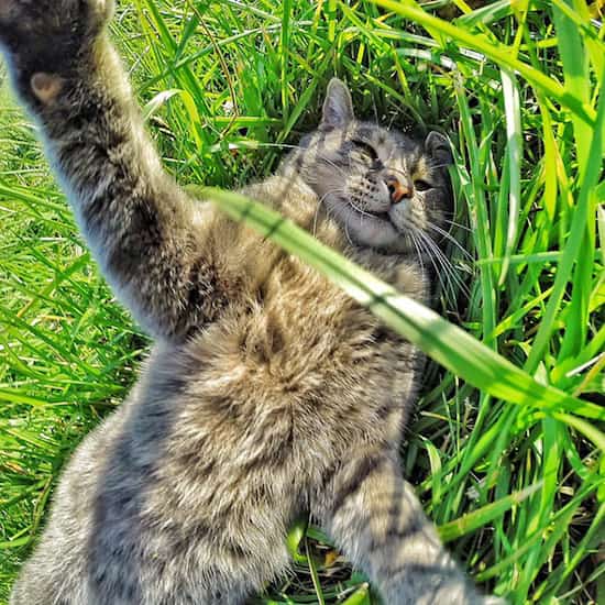 قطة تتدحرج في العشب