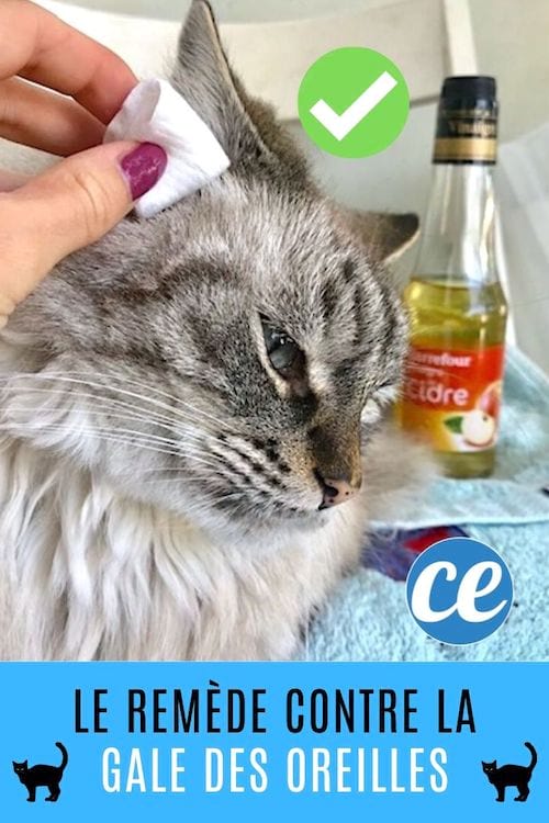 El remei senzill i eficaç per tractar els àcars de les orelles en gats