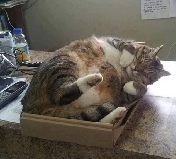 gato-durmiendo-en-carton