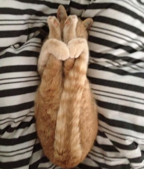 gato-haciendo-yoga