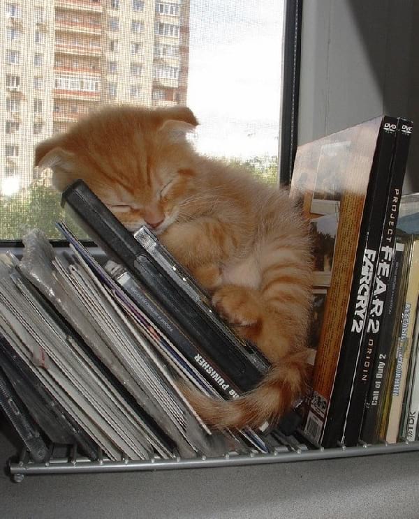 gatito-pelirrojo-duerme-en-cd