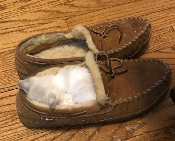 kitten-sleeping-in-slipper