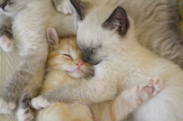 dos-hermanas-durmiendo-gatitos