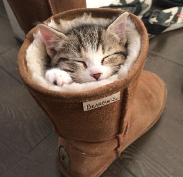 gatito-durmiendo-en-botines