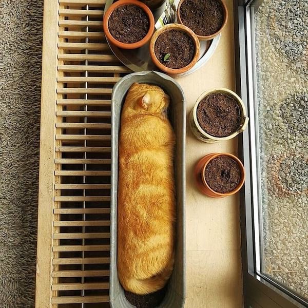 gato rojo durmiendo en una maceta
